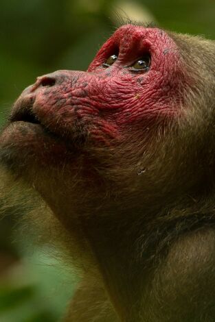 Dentro de lo Salvaje: India: Monos del Templo en Fuga