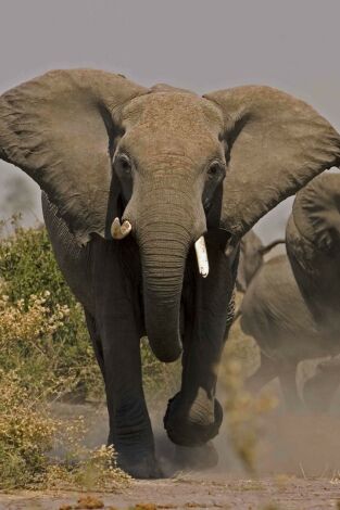 El alma del elefante El alma del elefante