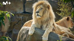 One Zoo Three: Las superestrellas del zoo