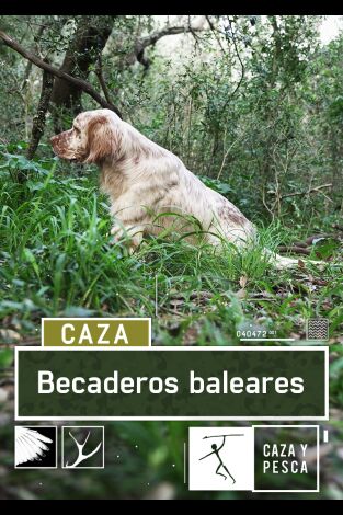 Becaderos Baleares: Menorca, santuario becadero Becaderos Baleares: Menorca, santuario becadero