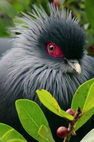 Planeta selva: El edén tropical
