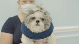 Critter fixers: Veterinarios rurales: Doguillos en una manta