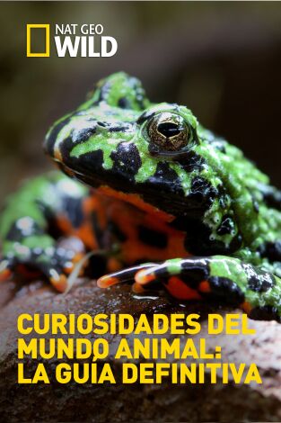Curiosidades del mundo animal: la guía definitiva: Cerdos y perros