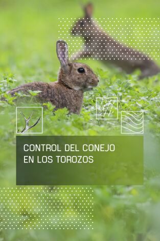 Control del conejo en Los Torozos Control del conejo en Los Torozos