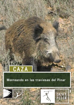 Monteando en las traviesas del Pinar Monteando en las traviesas del Pinar