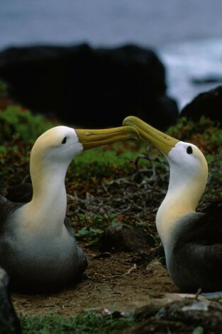 Los secretos naturales del ecuador: Galápagos