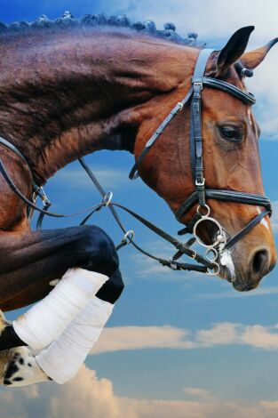 CSIO Barcelona (T2025): Copa de la Reina