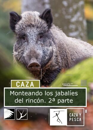 Monteando los jabalíes del rincón. 2ª parte
