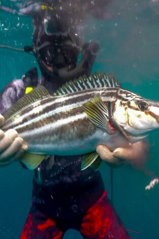 Pesca submarina en los mares del sur: Arún de aleta azul