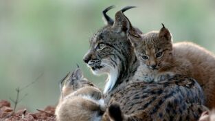 La tierra del lince ibérico: Invierno La tierra del lince ibérico: Invierno