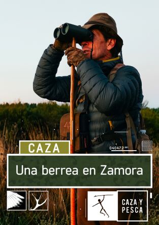 Una berrea en Zamora Una berrea en Zamora