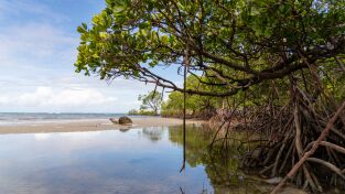 Superviviente por naturaleza: Fango y manglares Superviviente por naturaleza: Fango y manglares