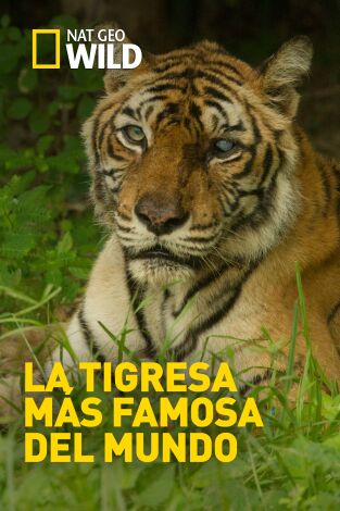La tigresa más famosa del mundo La tigresa más famosa del mundo