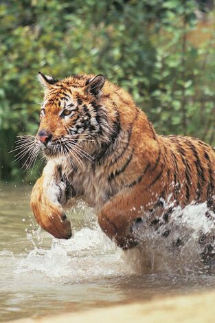 Animales aún más salvajes: Cosas raras Animales aún más salvajes: Cosas raras