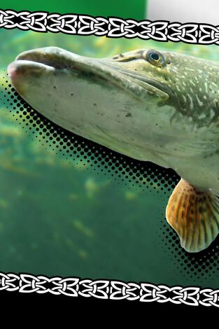 Wild pike Ireland #2 Wild pike Ireland #2