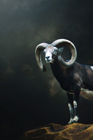 Muflones con taxidermia Madrid Muflones con taxidermia Madrid