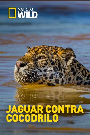 Jaguar contra cocodrilo Jaguar contra cocodrilo