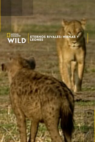 Eternos rivales: hienas y leones Eternos rivales: hienas y leones