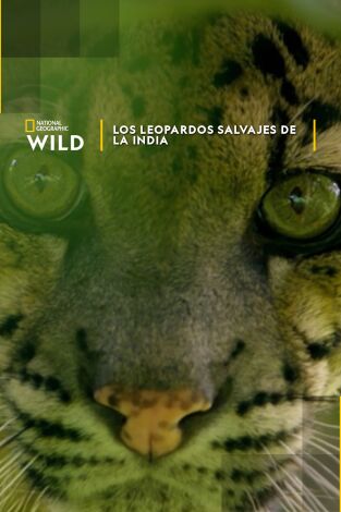 Los leopardos salvajes de la India Los leopardos salvajes de la India
