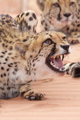 El ataque de los felinos El ataque de los felinos