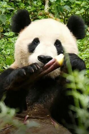 Cuatro estaciones en el reino del oso panda: Aprender en libertad Cuatro estaciones en el reino del oso panda: Aprender en libertad