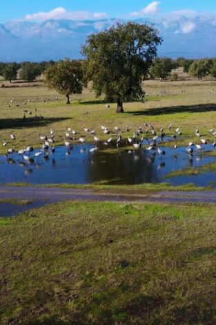 El lince con botas 3.0 El lince con botas 3.0