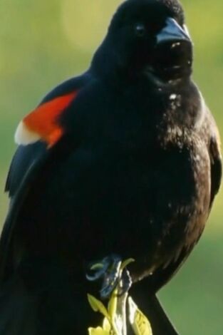 Misterios de la naturaleza: Apocalipsis now