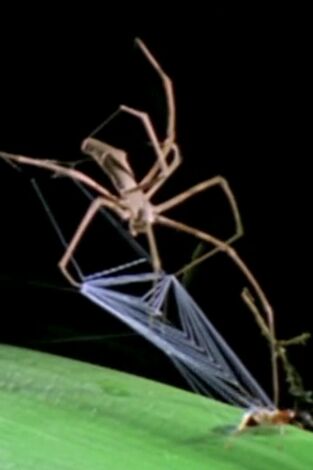 Misterios de la naturaleza: Araña zombie