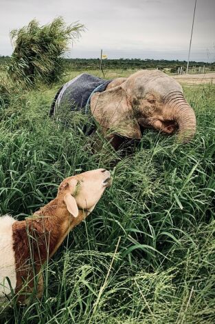 Rescate de animales bebé: Episodio 7