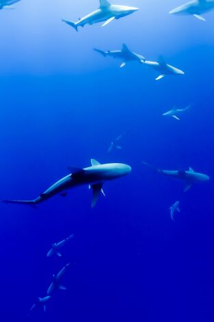 Conde & Fonde: Animals consentits