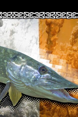 Wild Pike Ireland 1