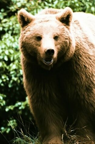 Pociones de amor salvaje