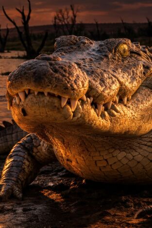 Human and Wildlife Conflict Ep. 1