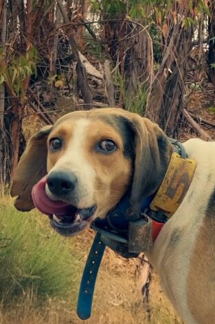 Montería la ribera "el bosque" con Saúl Bravo