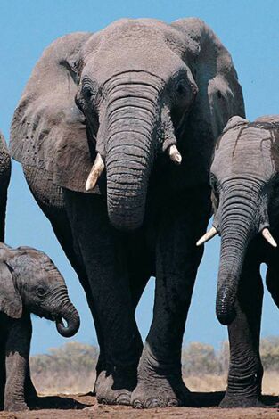 Cuentos de Zambia: Pesos pesados de la naturaleza