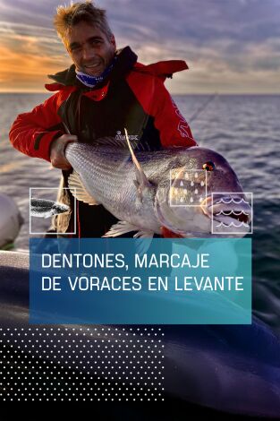 Dentones, marcaje de voraces en Levante