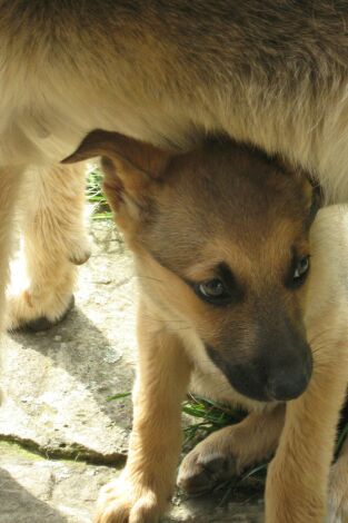 Pelopicopata: Episodio 48