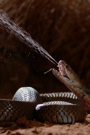 Serpientes: anatomía del veneno