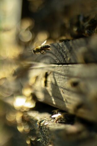 Los secretos de las abejas: La colmena