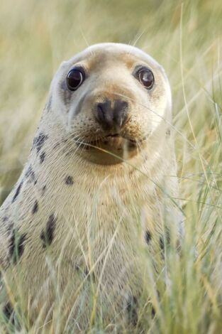 Nacidos de la tormenta: Desde la oscuridad