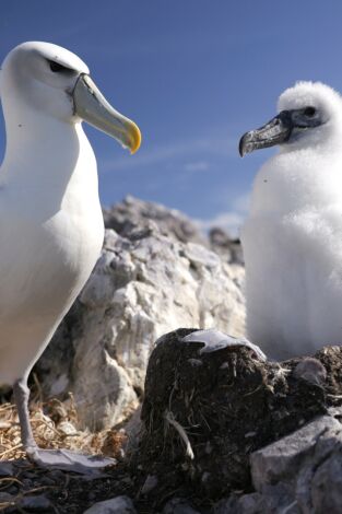Animales extraordinarios de Australia: Obsesivo