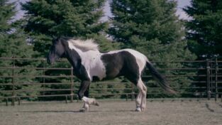 Veterinarios de Nebraska: Que el caballo te acompañe